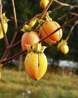 Saijo Persimmon - Raintree Nursery