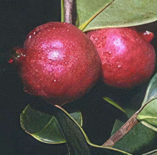 Chilean Guava-Unique & Unusual Edibles-Raintree Prop-
