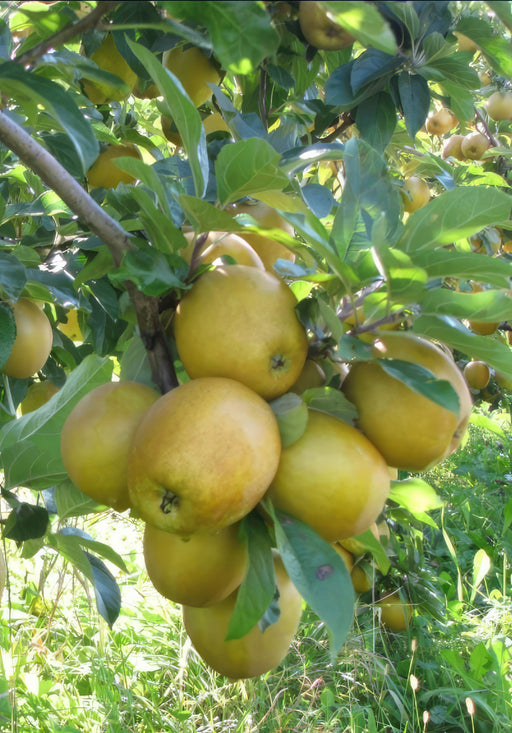 Hudson's Golden Gem Apple-Fruit Trees-Biringer-
