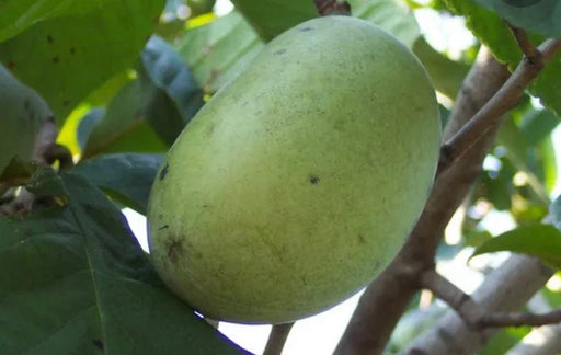 Wabash® Paw Paw - Raintree Nursery