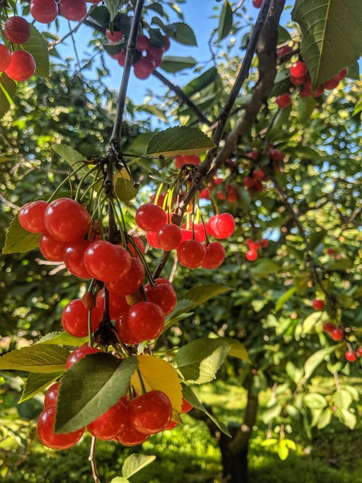 Surefire Pie Cherry - Raintree Nursery