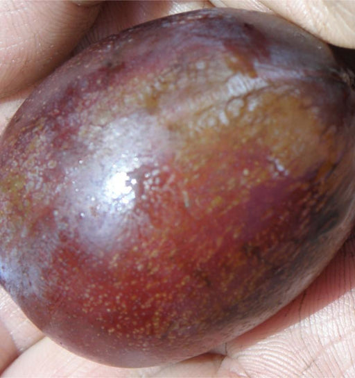 Imperial Epineuse European Plum - Raintree Nursery