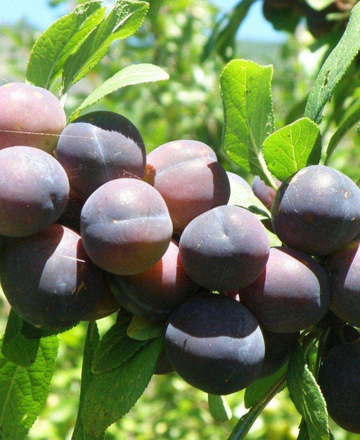Jam Session European Plum - Raintree Nursery
