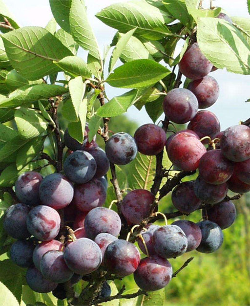 Jubileum European Plum - Raintree Nursery