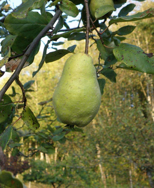Limon Quince - Raintree Nursery