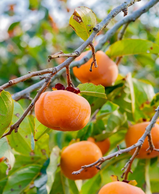 Meader Persimmon - Raintree Nursery