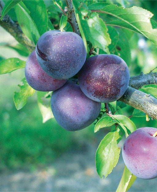 Methley Asian Plum - Raintree Nursery