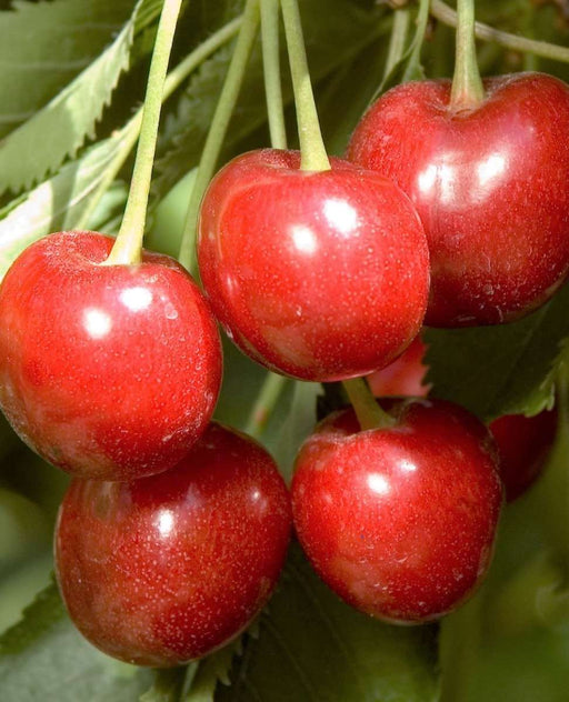 Minnie Royal Cherry - Raintree Nursery
