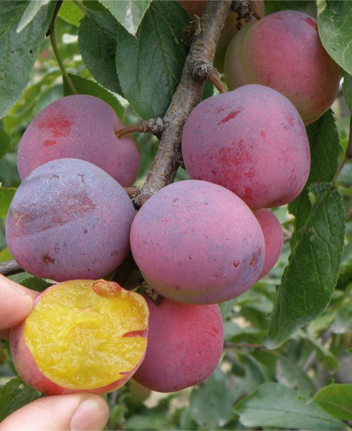 Moldavian European Plum - Raintree Nursery