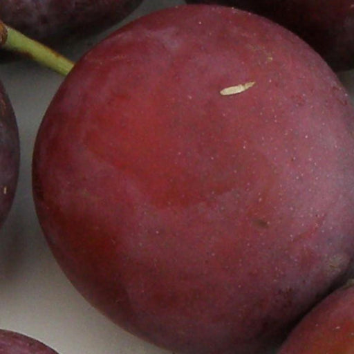 Monsieur Hatif European Plum - Raintree Nursery