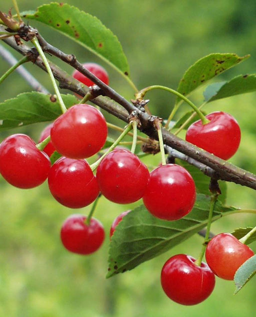 Montmorency Cherry - Raintree Nursery