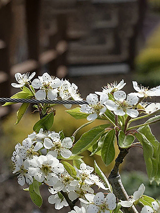 Moonglow Pear - Raintree Nursery