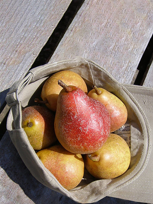 Moonglow Pear - Raintree Nursery