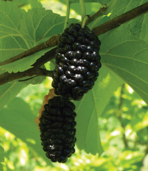 Silk Hope Mulberry - Raintree Nursery