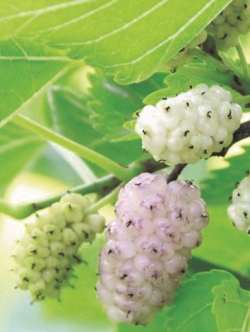 Pakistan White Fruiting Mulberry - Raintree Nursery