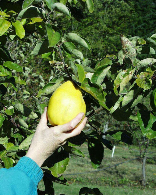 Kyzyl Kurganskaya Quince - Raintree Nursery