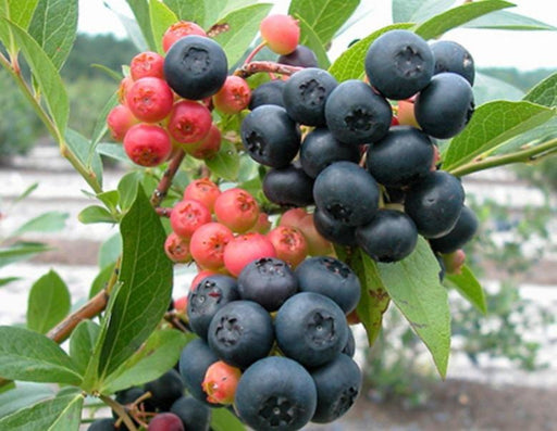 Nocturne ™ Blueberry - Raintree Nursery