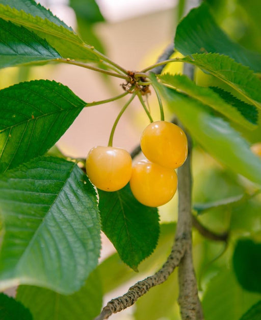 Nugent Cherry - Raintree Nursery