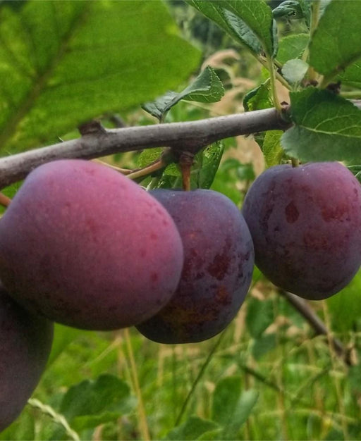 Opal European Plum - Raintree Nursery