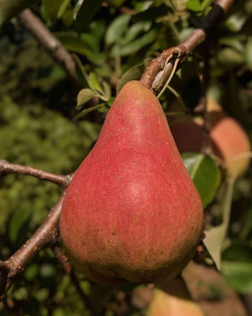 Orcas European Pear - Raintree Nursery