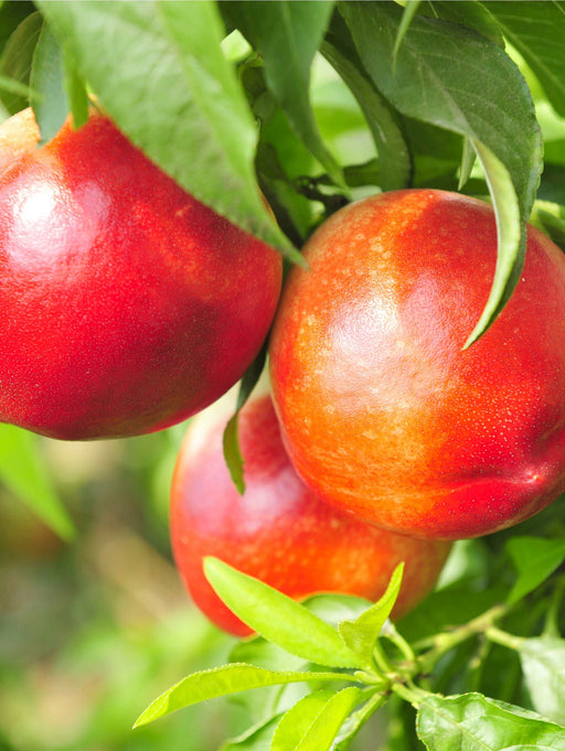 Pacific Pride™ Nectarine - Raintree Nursery