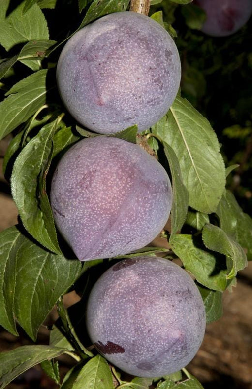 Candy Heart Pluerry - Raintree Nursery