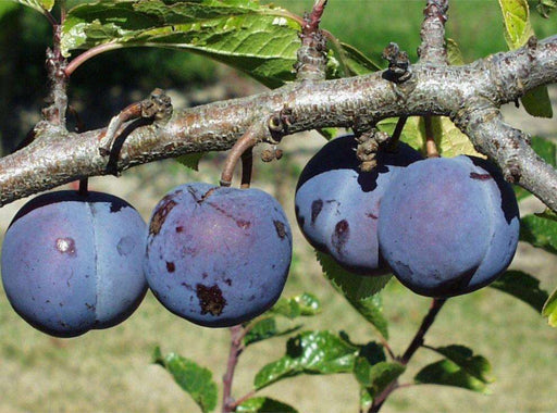 Purple Gage European Plum - Raintree Nursery