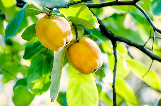 Rich's Dwarf Quince-Fruit Trees-Meyers-Semi-Dwarf (3-4')-