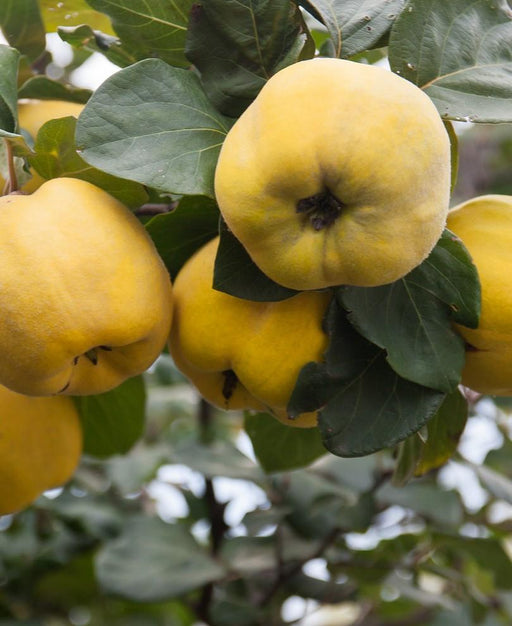 Aromatnaya Russian Quince - Raintree Nursery