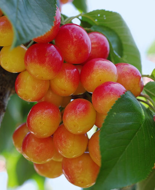 Rainier Cherry - Raintree Nursery