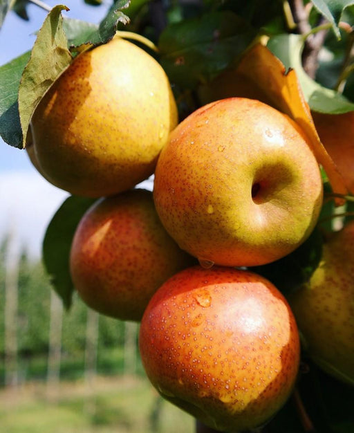 Reddy Robin Asian Pear - Raintree Nursery