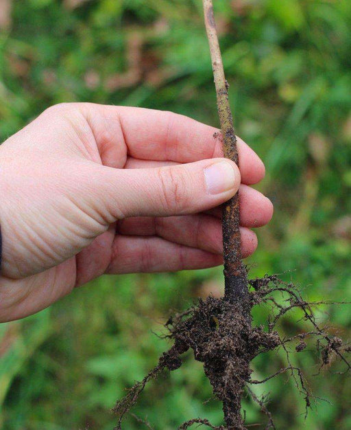 OHxF 97 Rootstock - Raintree Nursery
