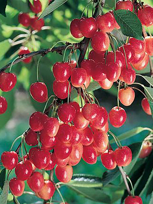 Royal Ann Cherry - Raintree Nursery