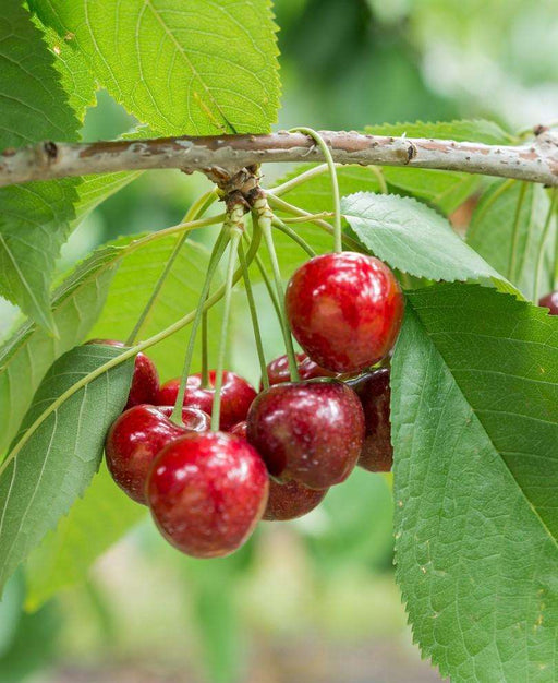 Royal Lee Cherry - Raintree Nursery