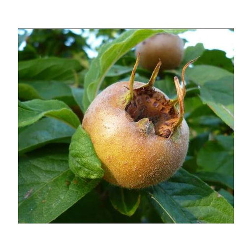 Royal Medlar-Fruit Trees-North Woods-1 Gallon Pot-