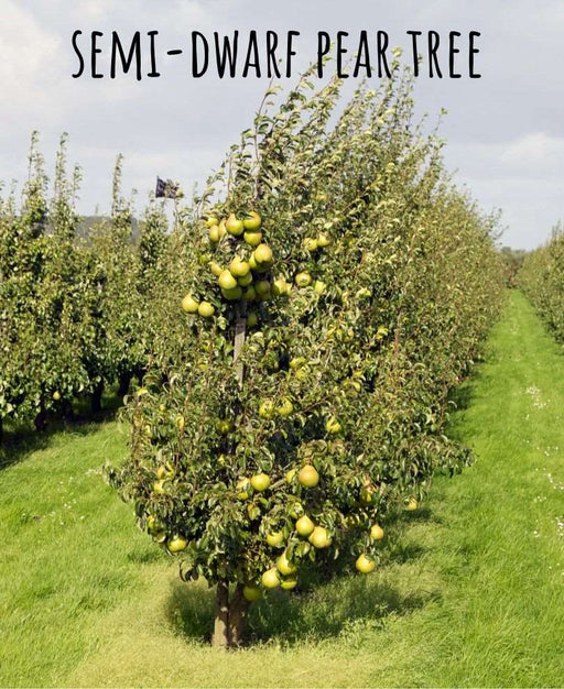 Maxie Asian x European Pear - Raintree Nursery
