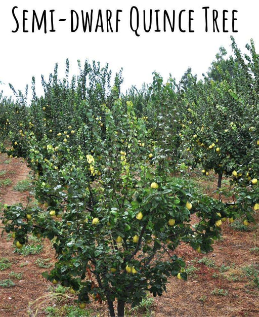 Claribel Quince - Raintree Nursery