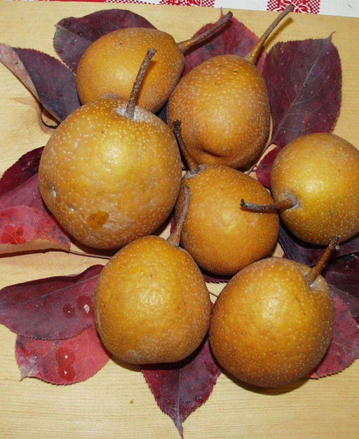 Seuri Asian Pear - Raintree Nursery