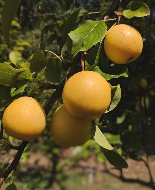 Shinseiki Asian Pear - Raintree Nursery