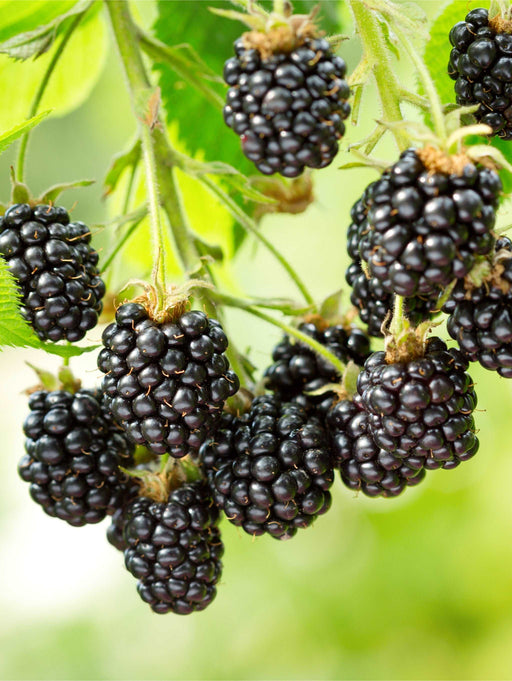 Cascade Blackberry - Raintree Nursery