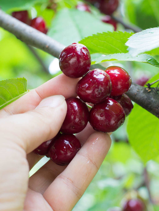 Combination Cherry Tree (5 varieties) - Raintree Nursery