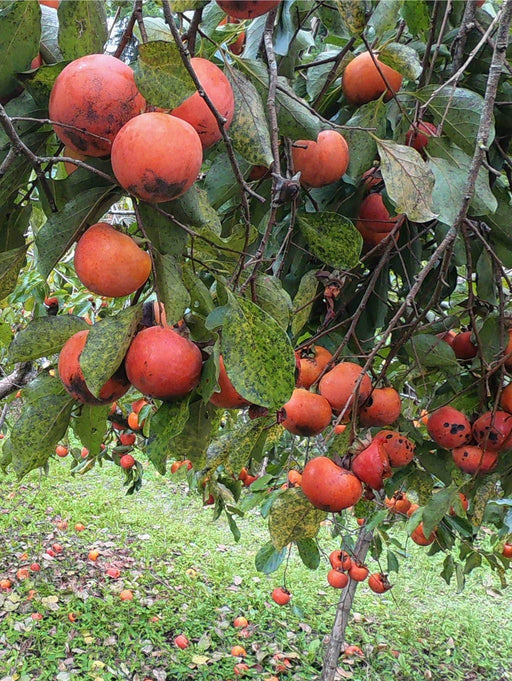 CoffeeCake Persimmon - Raintree Nursery