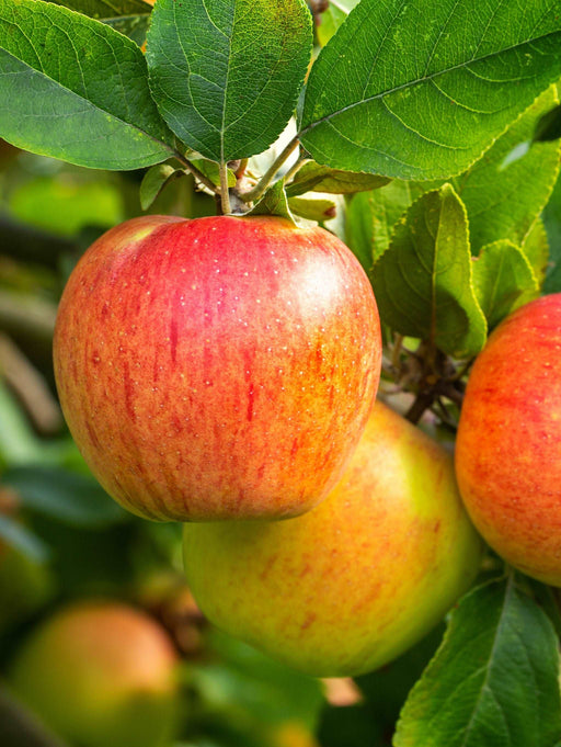 Tompkins King Apple Tree - Raintree Nursery