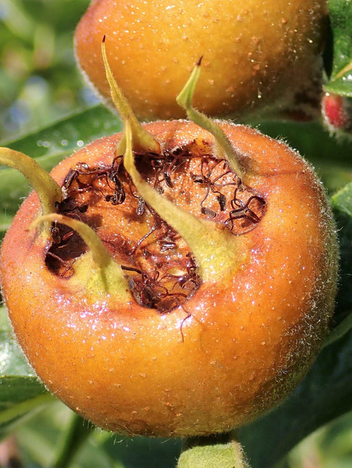 Macrocarpa Medlar - Raintree Nursery