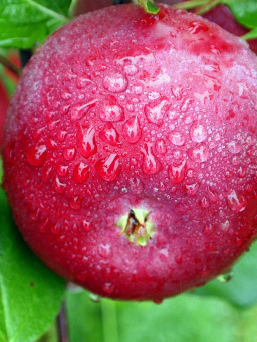 NY#75414-1 Apple - Raintree Nursery
