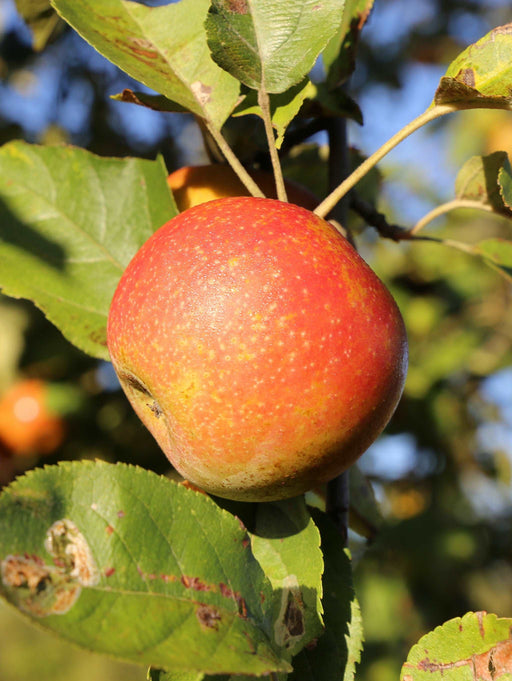 Snow Fameuse Apple - Raintree Nursery