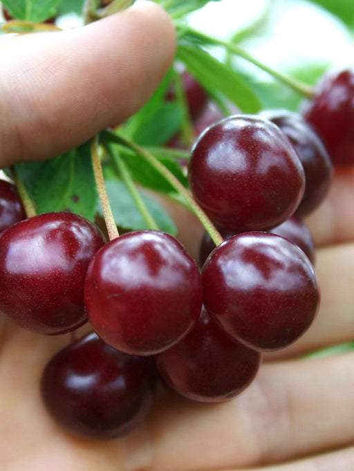 Black Tartarian Cherry - Raintree Nursery