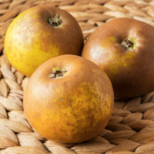 Egremont Russet Apple - Raintree Nursery