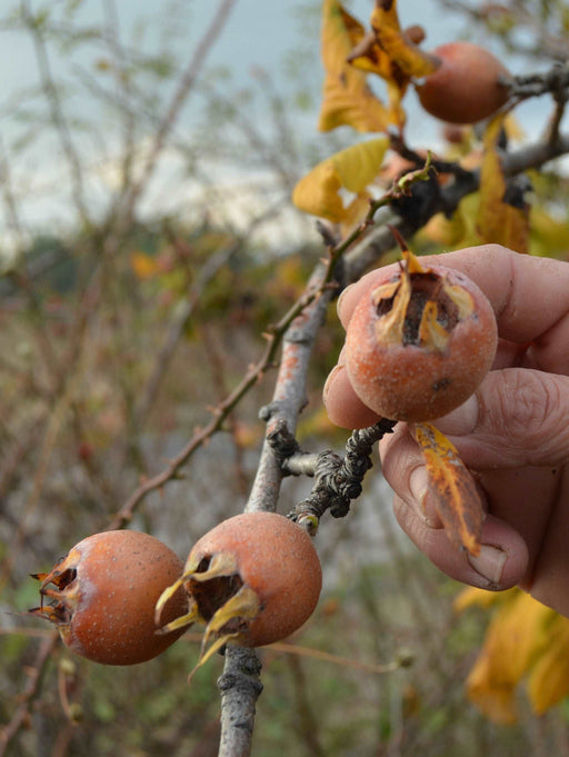 Pucia Super Mol Medlar - Raintree Nursery
