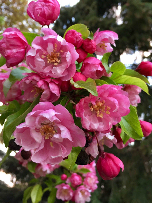 Pink Cloud Crabapple - Raintree Nursery
